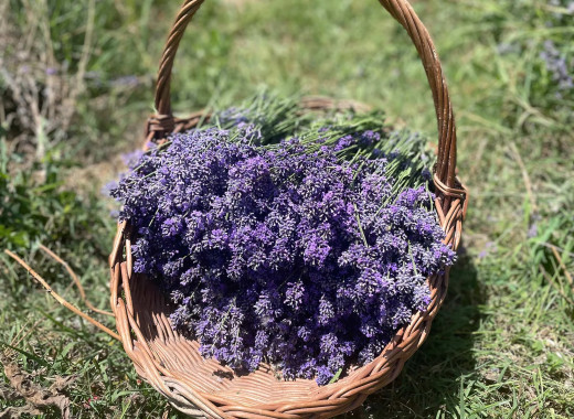media.foto-lavanda-3