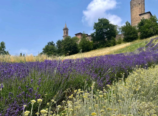 media.foto-lavanda-1