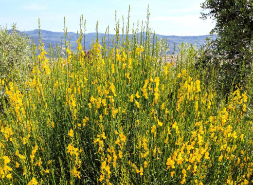 media.ginestra