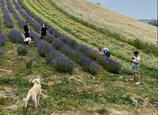 media.Esperienza-lavanda