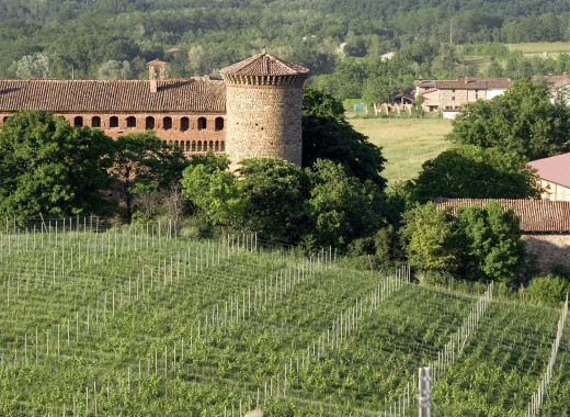 media.Signor-Vino4