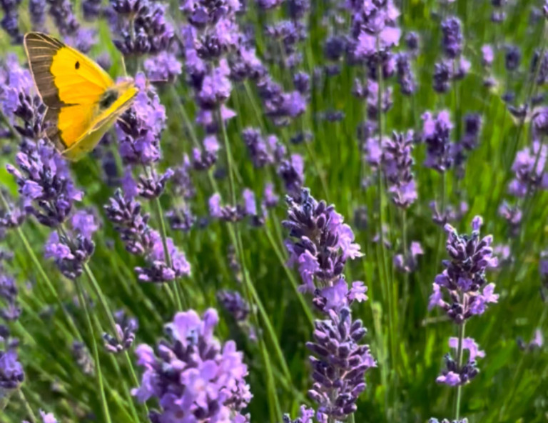 media.foto-lavanda-2
